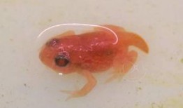 国产蝌蚪网,探索创新科技，引领未来生活新潮流